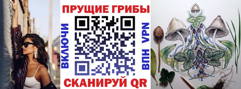 Купить  Кораблино  Псилоцибиновые грибы Psilocybine cubensis 
